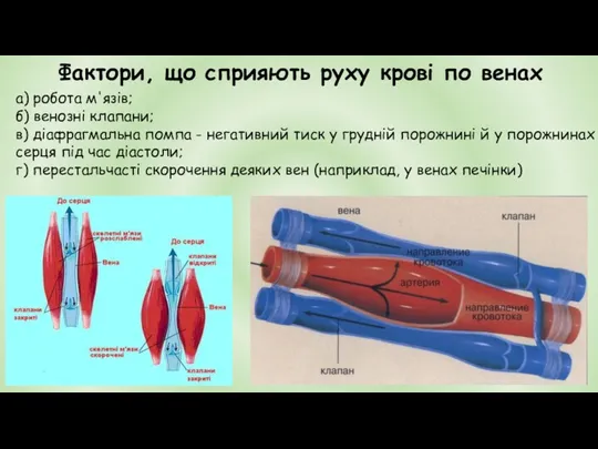 а) робота м'язів; б) венозні клапани; в) діафрагмальна помпа -