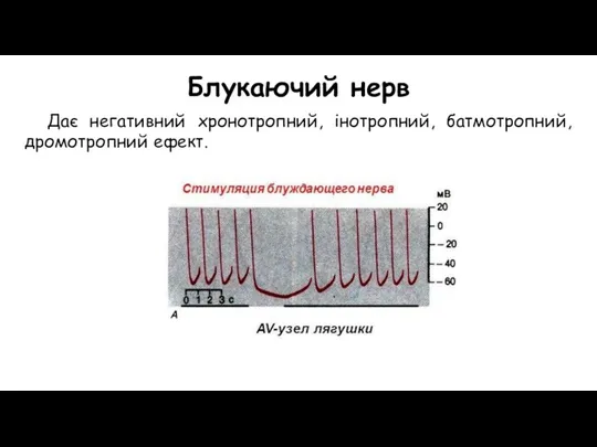 Дає негативний хронотропний, інотропний, батмотропний, дромотропний ефект. Блукаючий нерв