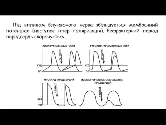 Під впливом блукаючого нерва збільшується мембранний потенціал (наступає гіпер поляризація). Рефрактерний період передсердь скорочується.