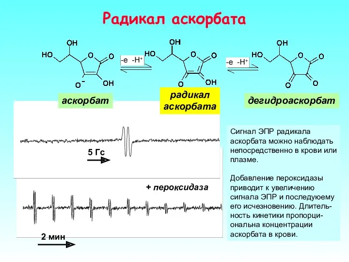 Радикал аскорбата аскорбат радикал аскорбата дегидроаскорбат Сигнал ЭПР радикала аскорбата