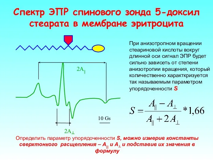 Спектр ЭПР спинового зонда 5-доксил стеарата в мембране эритроцита При