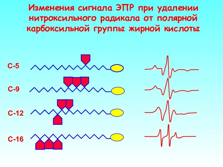 Изменения сигнала ЭПР при удалении нитроксильного радикала от полярной карбоксильной