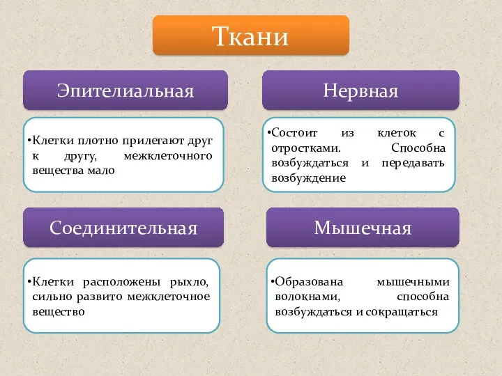 Ткани Эпителиальная Нервная Соединительная Мышечная Клетки плотно прилегают друг к другу, межклеточного вещества