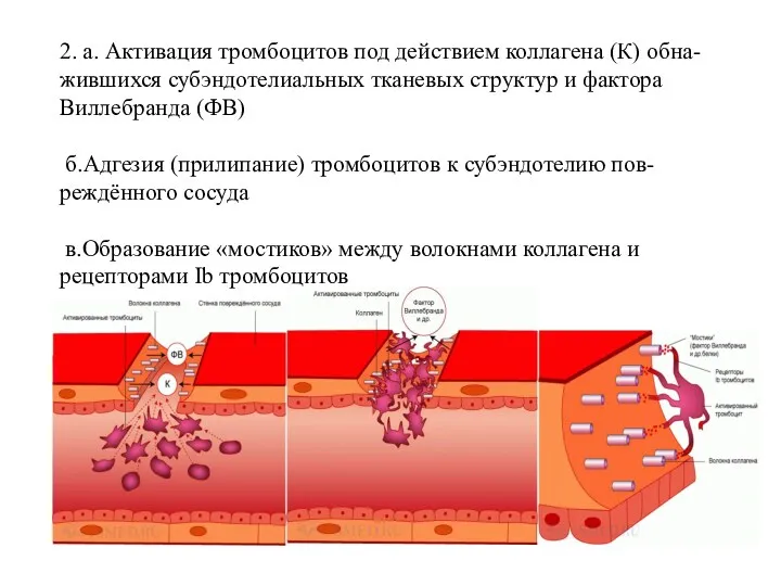 2. а. Активация тромбоцитов под действием коллагена (К) обна-жившихся субэндотелиальных