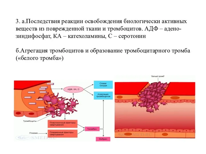 3. а.Последствия реакции освобождения биологически активных веществ из поврежденной ткани
