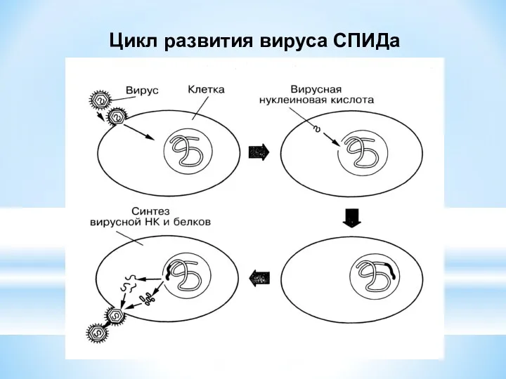 Цикл развития вируса СПИДа