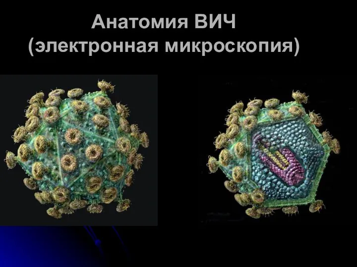 Анатомия ВИЧ (электронная микроскопия)