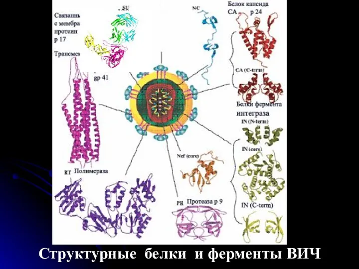 Структурные белки и ферменты ВИЧ