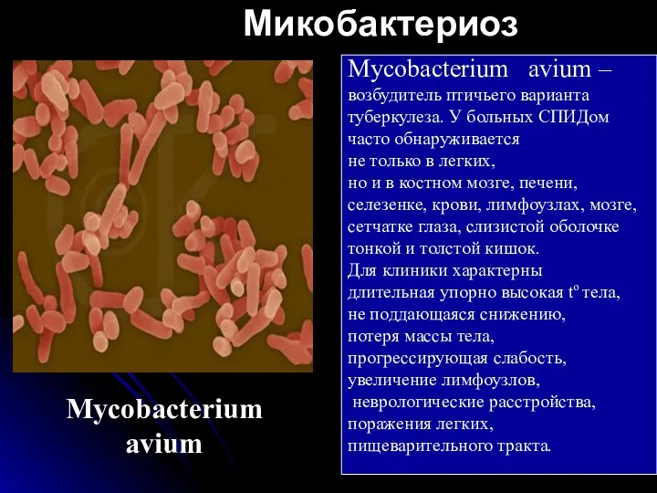 Микобактериоз Mycobacterium avium Mycobacterium avium – возбудитель птичьего варианта туберкулеза. У больных СПИДом