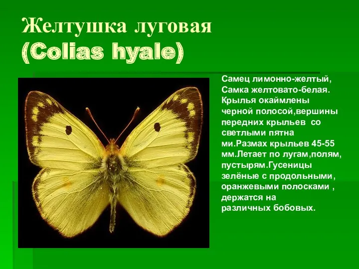 Желтушка луговая (Colias hyale) Самец лимонно-желтый, Самка желтовато-белая. Крылья окаймлены