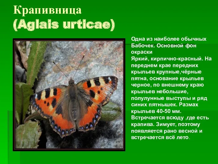 Крапивница (Aglais urticae) Одна из наиболее обычных Бабочек. Основной фон