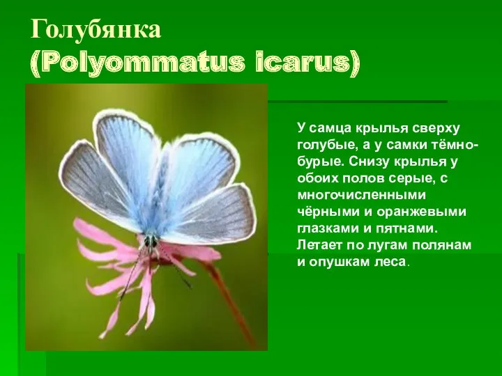 Голубянка (Polyommatus icarus) У самца крылья сверху голубые, а у