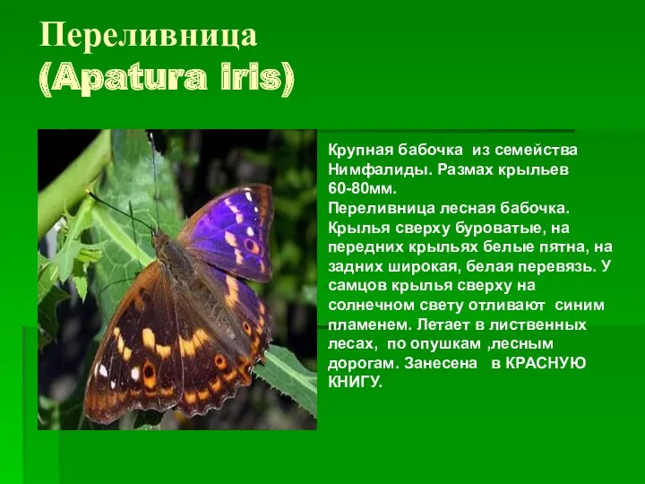 Переливница (Apatura iris) Крупная бабочка из семейства Нимфалиды. Размах крыльев