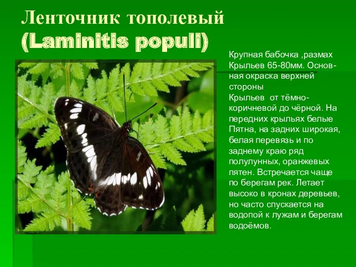 Ленточник тополевый (Laminitis populi) Крупная бабочка ,размах Крыльев 65-80мм. Основ-
