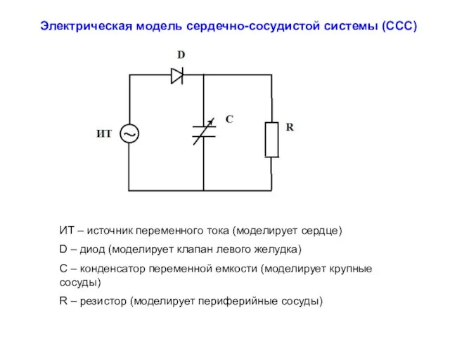 Электрическая модель сердечно-сосудистой системы (ССС) ИТ – источник переменного тока