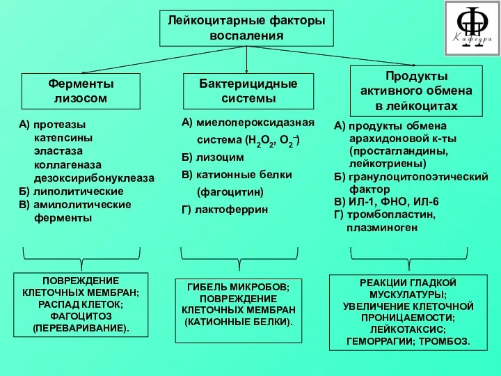 Лейкоцитарные факторы воспаления Ферменты лизосом Бактерицидные системы Продукты активного обмена