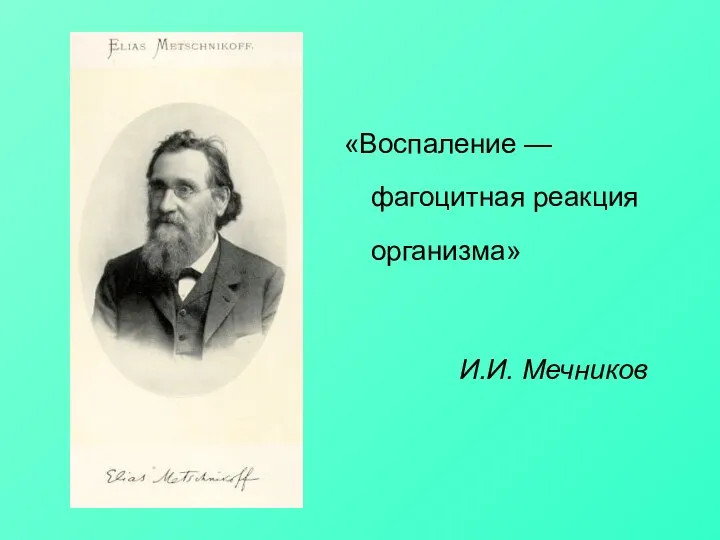 «Воспаление — фагоцитная реакция организма» И.И. Мечников