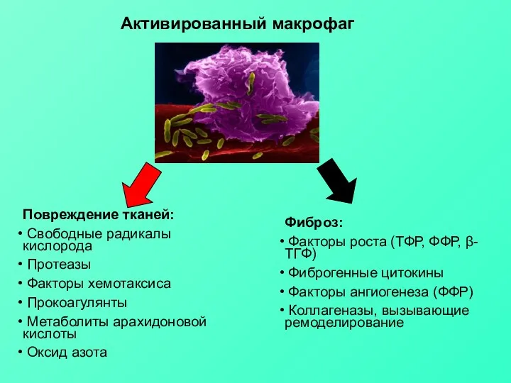 Активированный макрофаг Повреждение тканей: Свободные радикалы кислорода Протеазы Факторы хемотаксиса