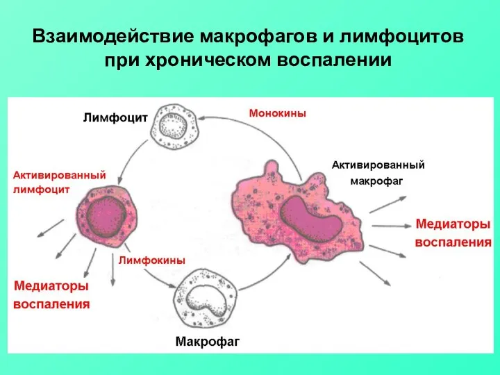 Взаимодействие макрофагов и лимфоцитов при хроническом воспалении