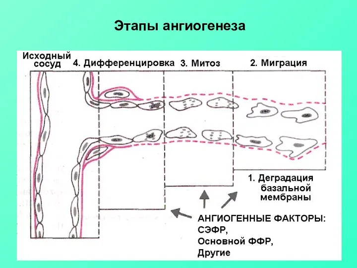 Этапы ангиогенеза