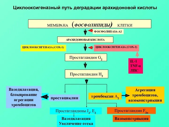 Циклооксигеназный путь деградации арахидоновой кислоты