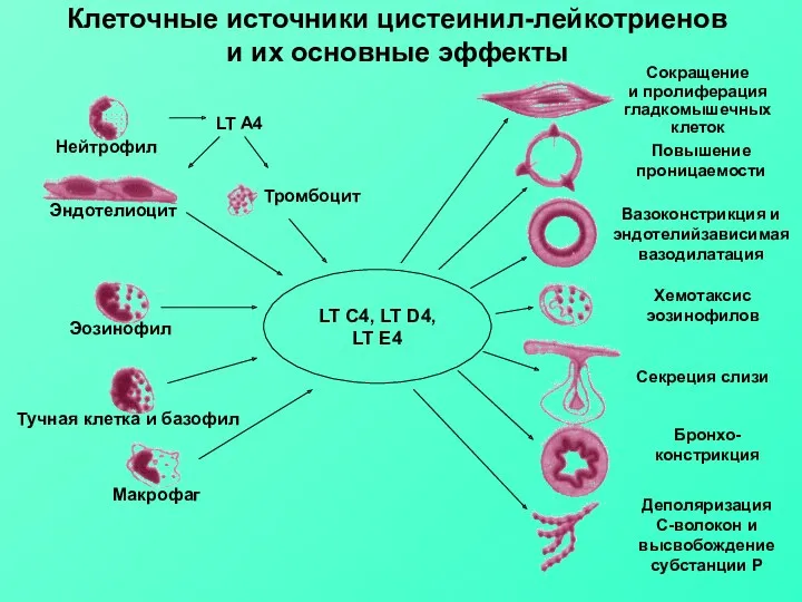 LT C4, LT D4, LT E4 LT A4 Нейтрофил Эндотелиоцит