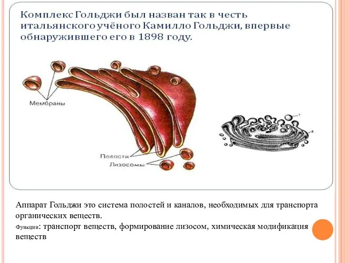 Аппарат Гольджи это система полостей и каналов, необходимых для транспорта