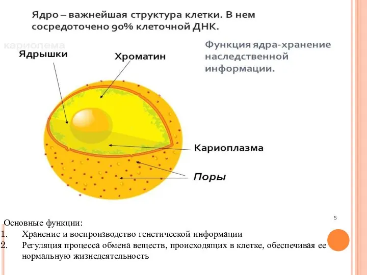 Основные функции: Хранение и воспроизводство генетической информации Регуляция процесса обмена