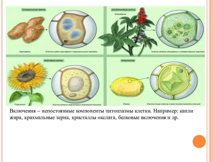 Включения – непостоянные компоненты цитоплазмы клетки. Например: капли жира, крахмальные