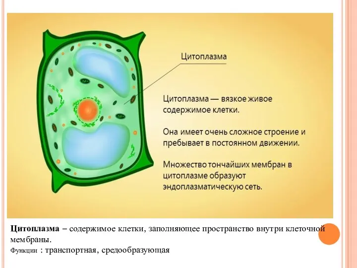 Цитоплазма – содержимое клетки, заполняющее пространство внутри клеточной мембраны. Функции : транспортная, средообразующая