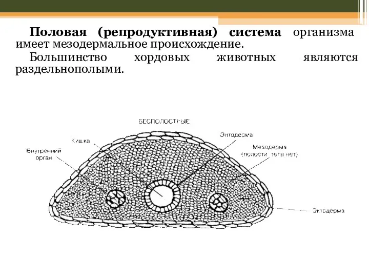 Половая (репродуктивная) система организма имеет мезодермальное происхождение. Большинство хордовых животных являются раздельнополыми.