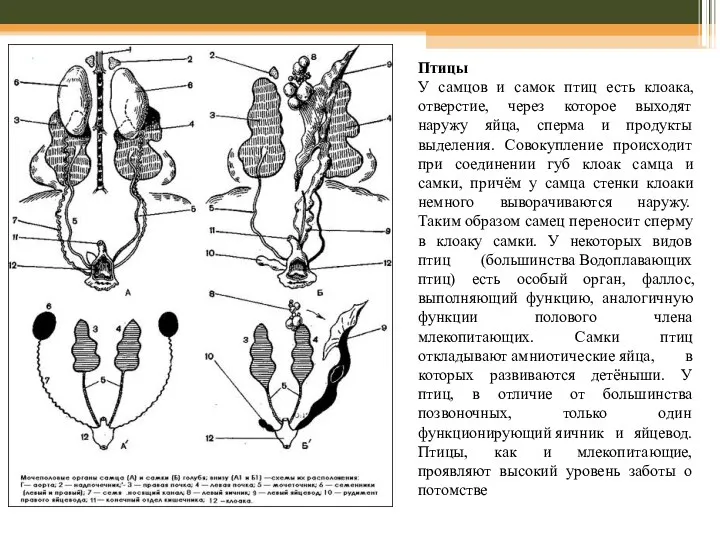 Птицы У самцов и самок птиц есть клоака, отверстие, через