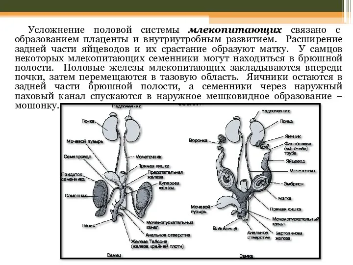 Усложнение половой системы млекопитающих связано с образованием плаценты и внутриутробным