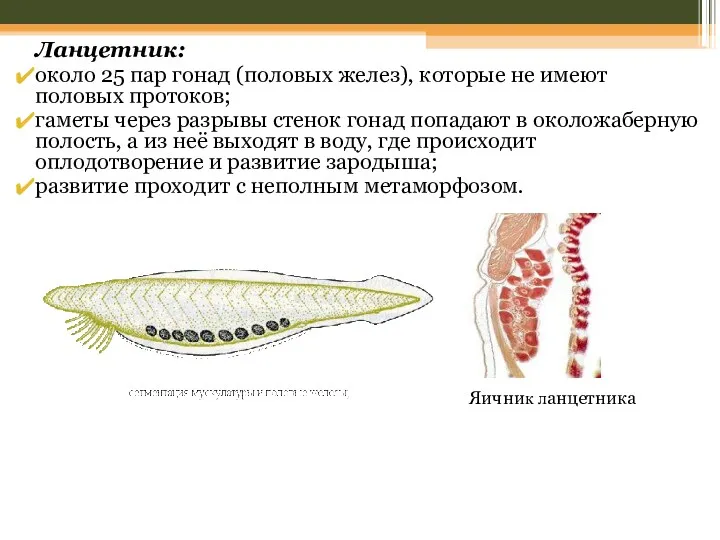 Ланцетник: около 25 пар гонад (половых желез), которые не имеют