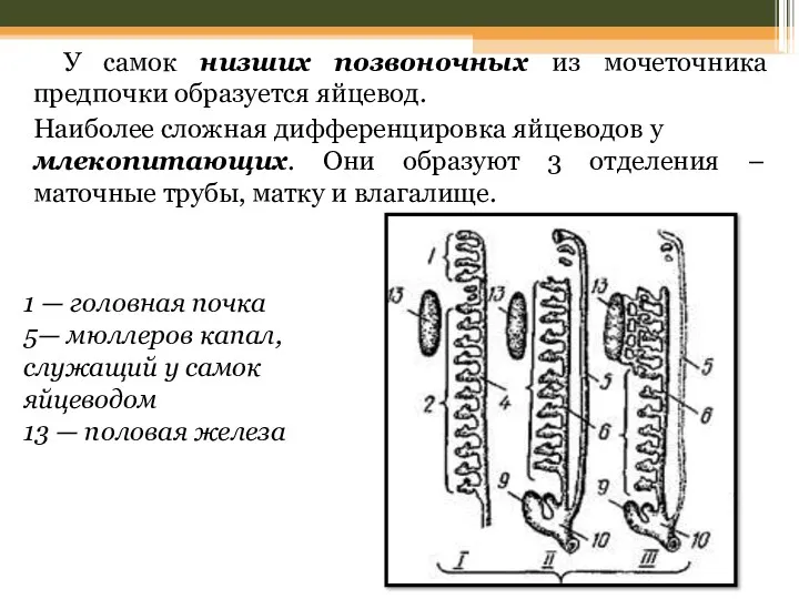 У самок низших позвоночных из мочеточника предпочки образуется яйцевод. Наиболее