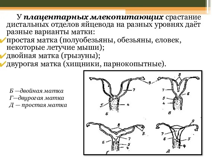 У плацентарных млекопитающих срастание дистальных отделов яйцевода на разных уровнях