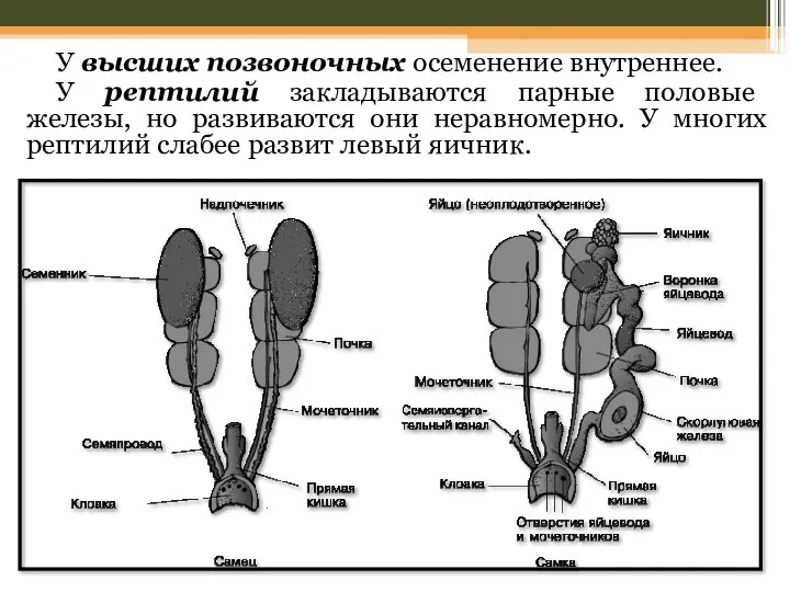 У высших позвоночных осеменение внутреннее. У рептилий закладываются парные половые