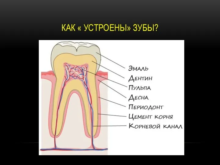 КАК « УСТРОЕНЫ» ЗУБЫ?