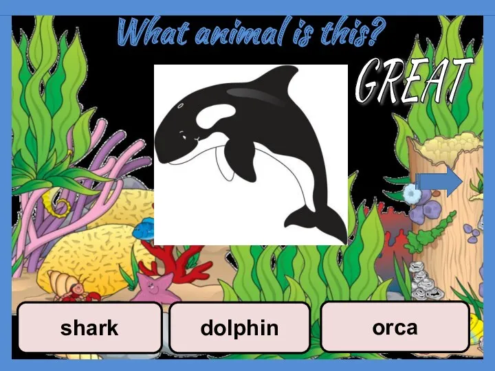 What animal is this? dolphin orca shark GREAT