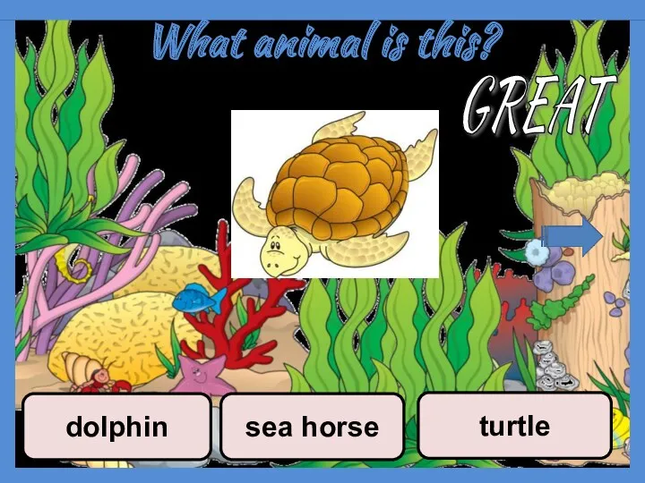 What animal is this? sea horse turtle dolphin GREAT