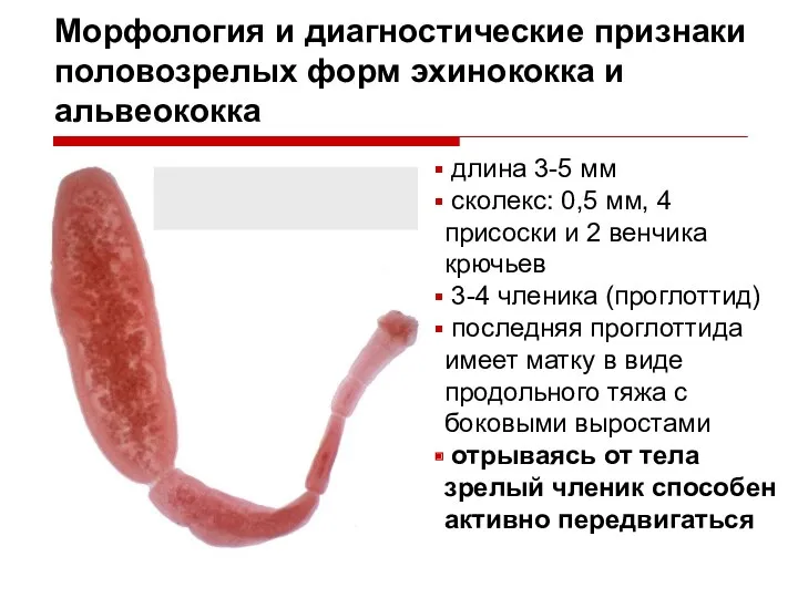 Морфология и диагностические признаки половозрелых форм эхинококка и альвеококка длина