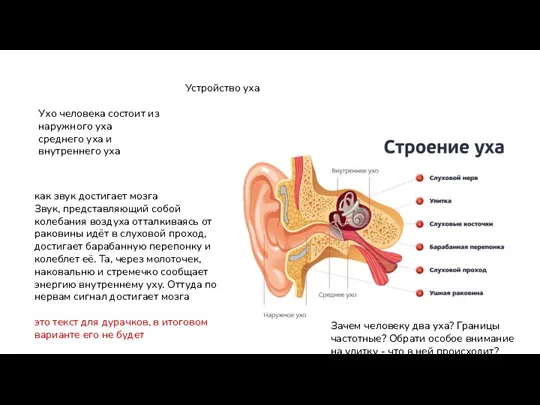 Устройство уха Ухо человека состоит из наружного уха среднего уха