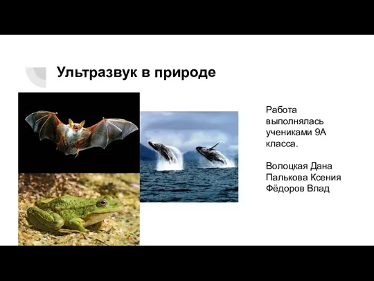 Ультразвук в природе Волоцкая Дана Федоров Влад Палькова Ксения Работа