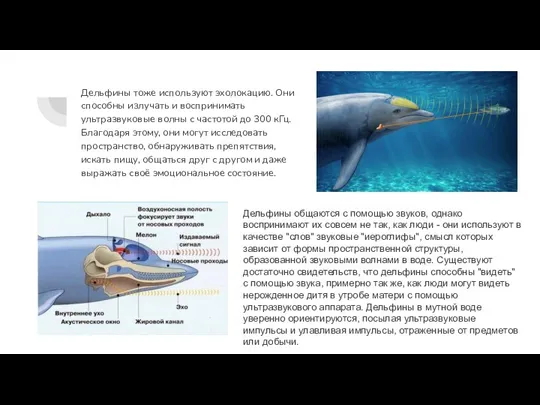 Дельфины тоже используют эхолокацию. Они способны излучать и воспринимать ультразвуковые