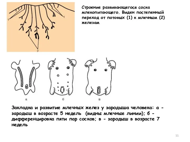 Закладка и развитие млечных желез у зародыша человека: а -