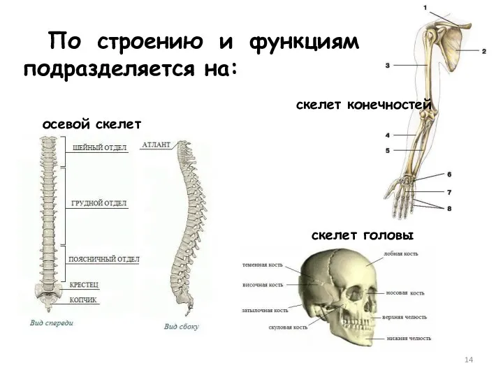 По строению и функциям подразделяется на: осевой скелет скелет конечностей скелет головы