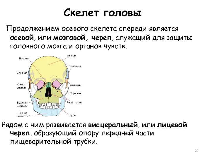 Скелет головы Продолжением осевого скелета спереди является осевой, или мозговой,