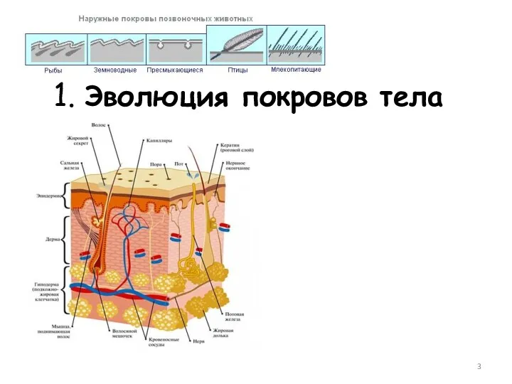 1. Эволюция покровов тела