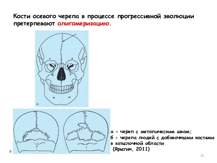 Кости осевого черепа в процессе прогрессивной эволюции претерпевают олигомеризацию. а