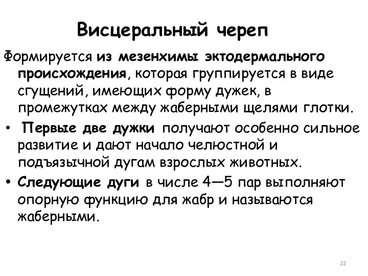 Висцеральный череп Формируется из мезенхимы эктодермального происхождения, которая группируется в